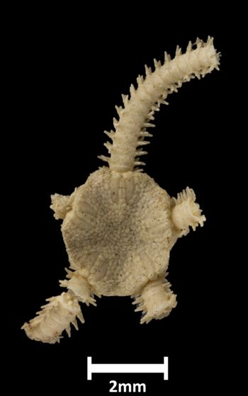 Media type: image; Invertebrate Zoology OPH-4947 Aspect: dorsal